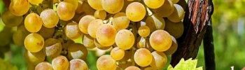 La mia vigna